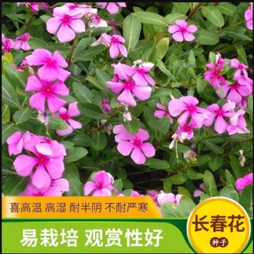 长春花种子混色日日春四季开花易活室内室外庭院花籽盆栽花卉