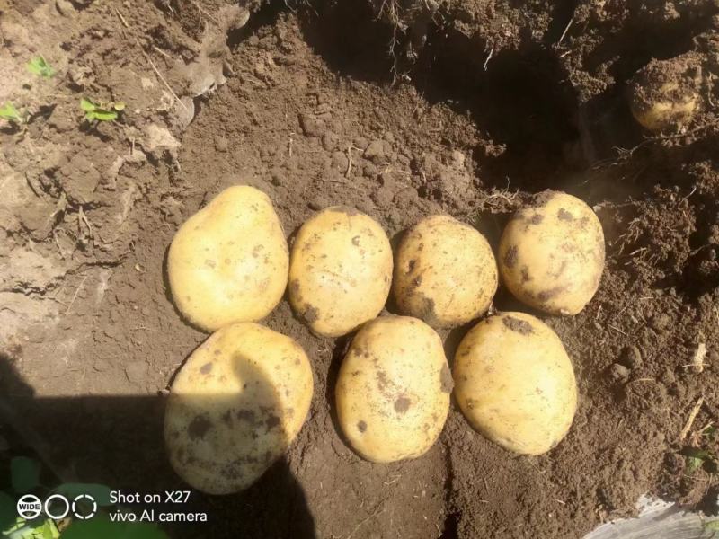 产地直发尤金土豆质量好皮毛亮有需要的老板请联系