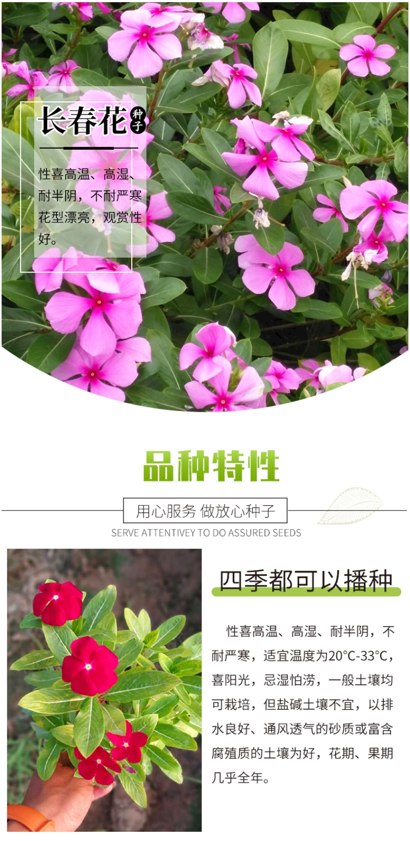 长春花种子混色日日春四季开花易活室内室外庭院花籽盆栽花卉
