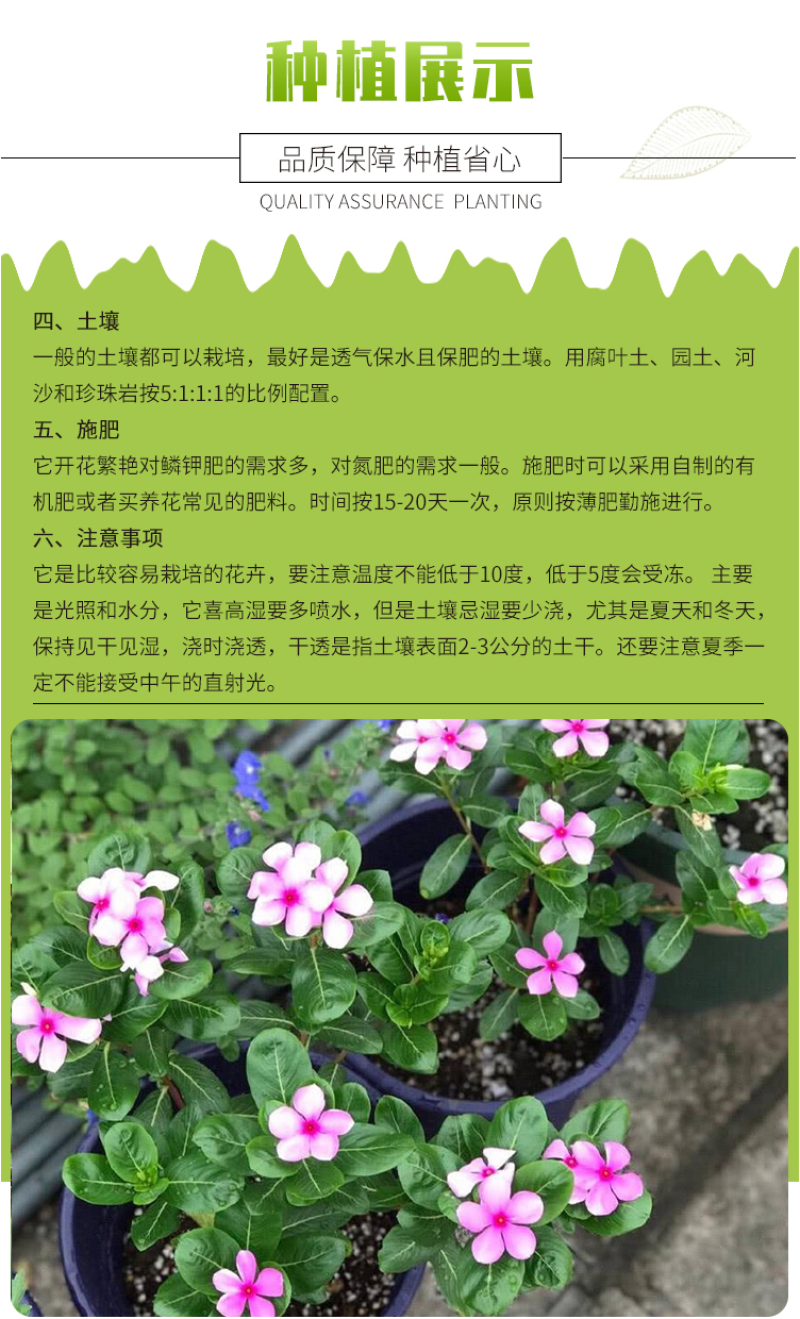 长春花种子混色日日春四季开花易活室内室外庭院花籽盆栽花卉