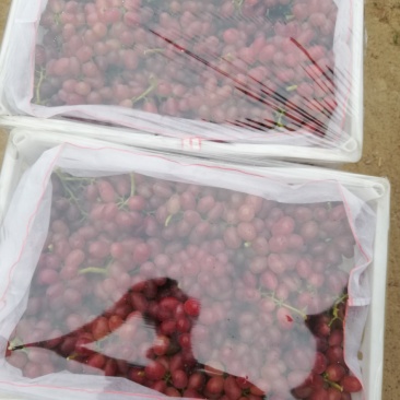 乒乓球葡萄巨盛一号葡萄夏黑葡萄