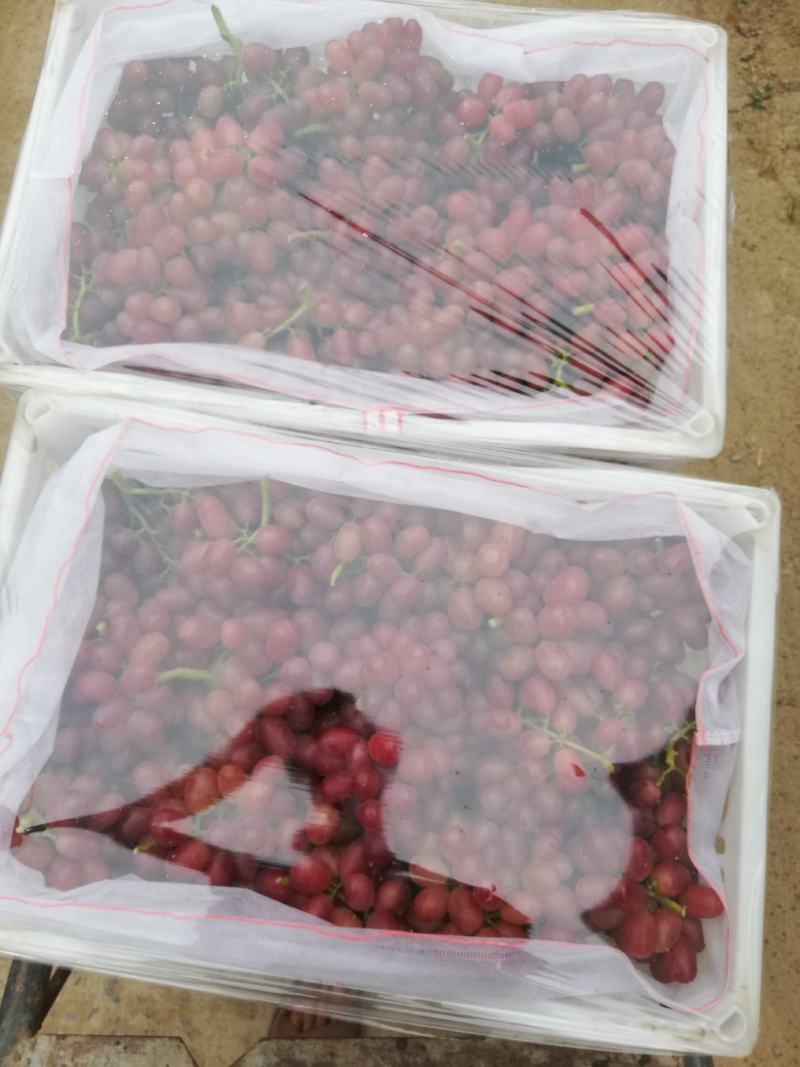乒乓球葡萄巨盛一号葡萄夏黑葡萄