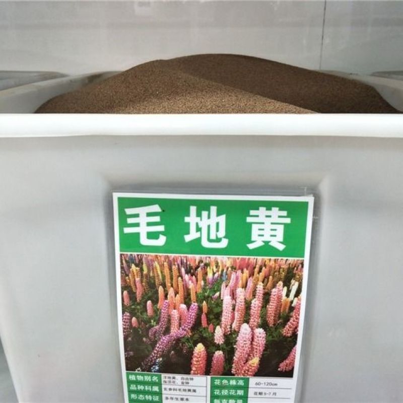 毛地黄种子混色四季易种趣味观赏盆栽花多年生花园花境花