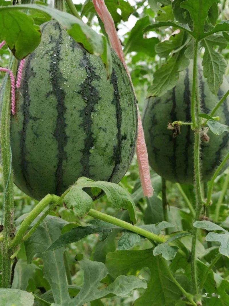 西瓜珍珠红西瓜万亩种植基地请各地老板前来选购