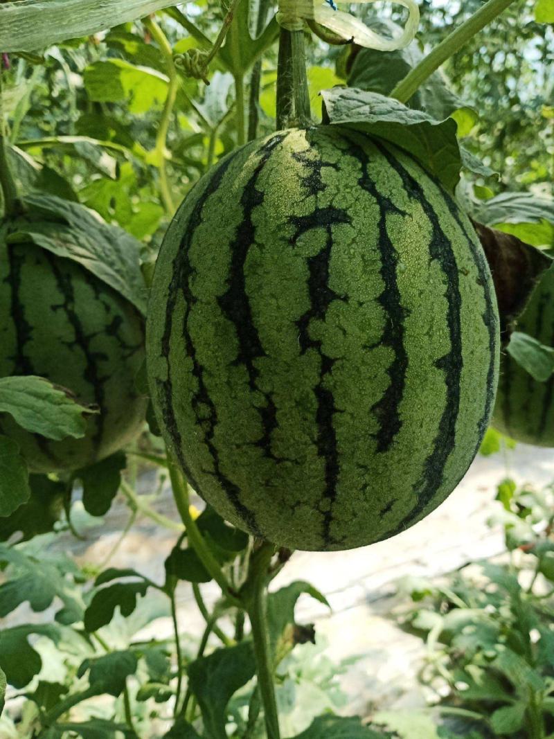 西瓜珍珠红西瓜万亩种植基地请各地老板前来选购
