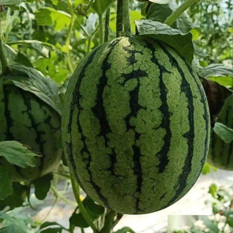 西瓜珍珠红西瓜万亩种植基地请各地老板前来选购