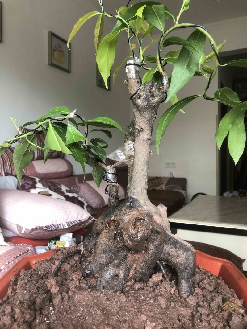 金弹子盆景，矮霸坨坨碳化老桩嫁接长柄大红花生果