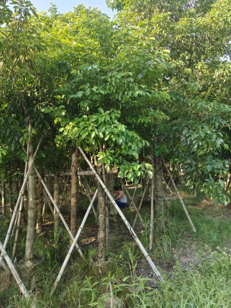 供应秋枫5-20分袋苗