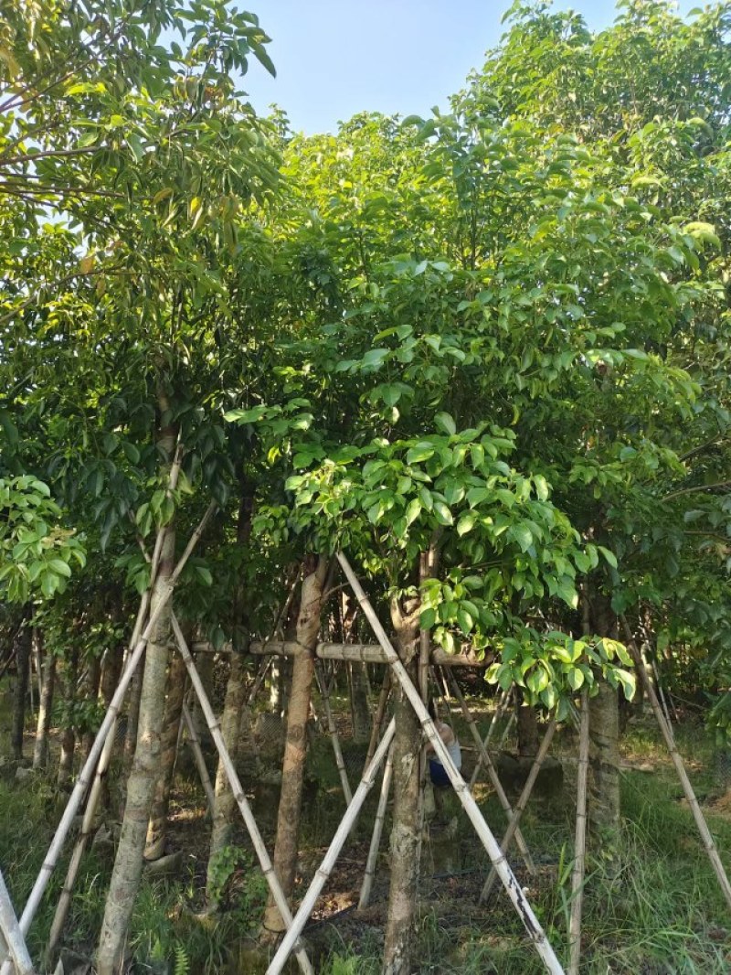 供应秋枫5-20分袋苗