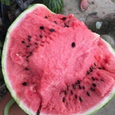 西瓜