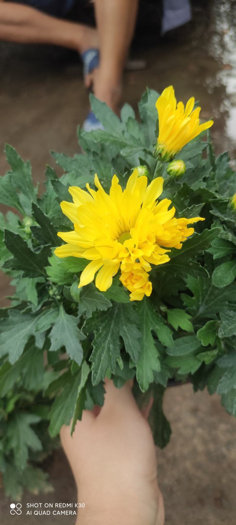 千头菊菊花租摆节假日专用花卉基地直发预定从速