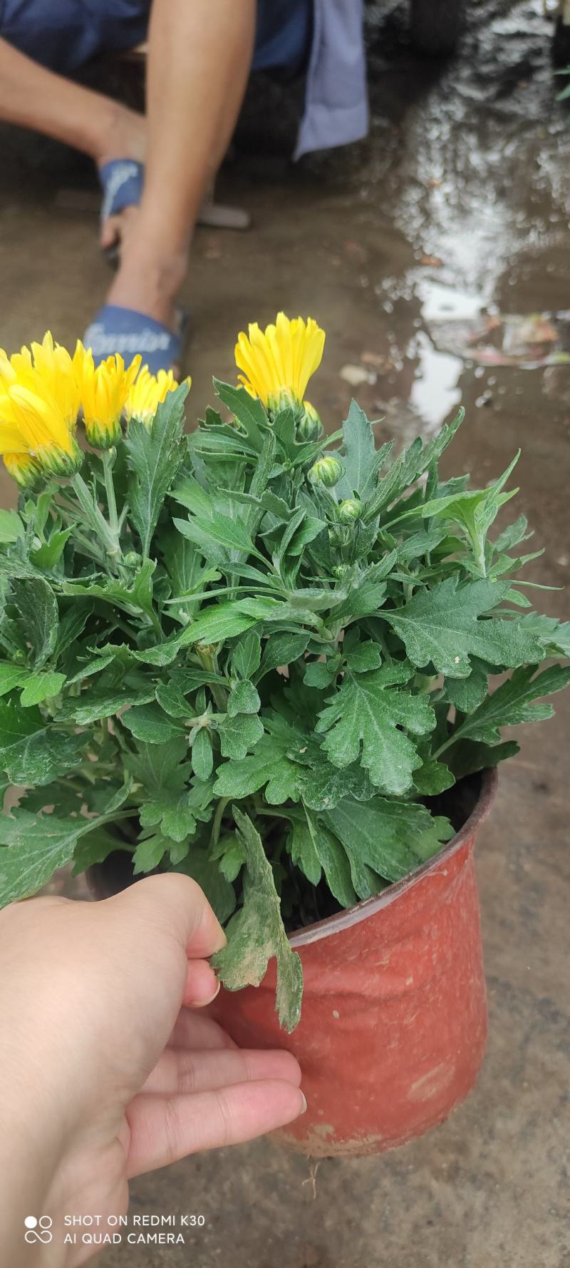 千头菊菊花租摆节假日专用花卉基地直发预定从速