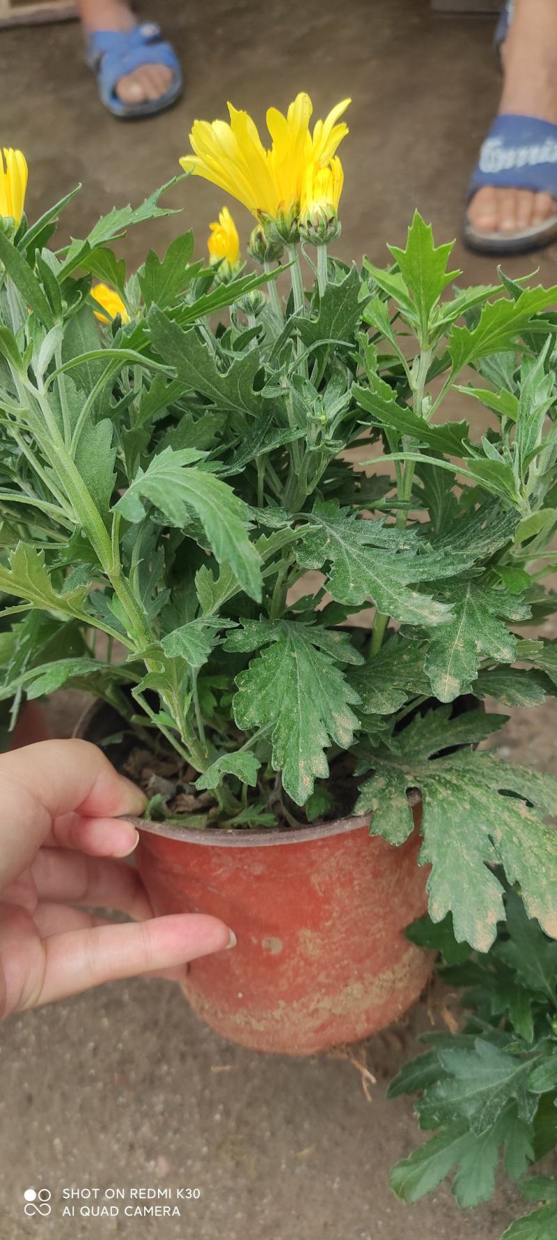 千头菊菊花租摆节假日专用花卉基地直发预定从速