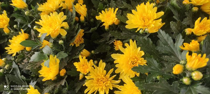 千头菊菊花租摆节假日专用花卉基地直发预定从速