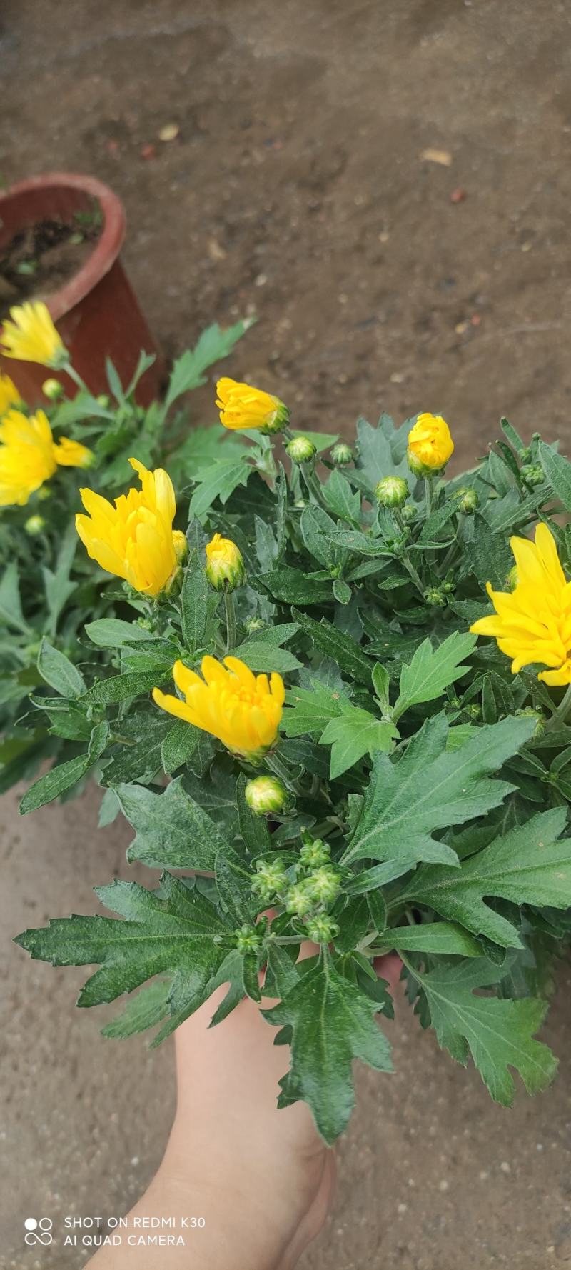千头菊菊花租摆节假日专用花卉基地直发预定从速