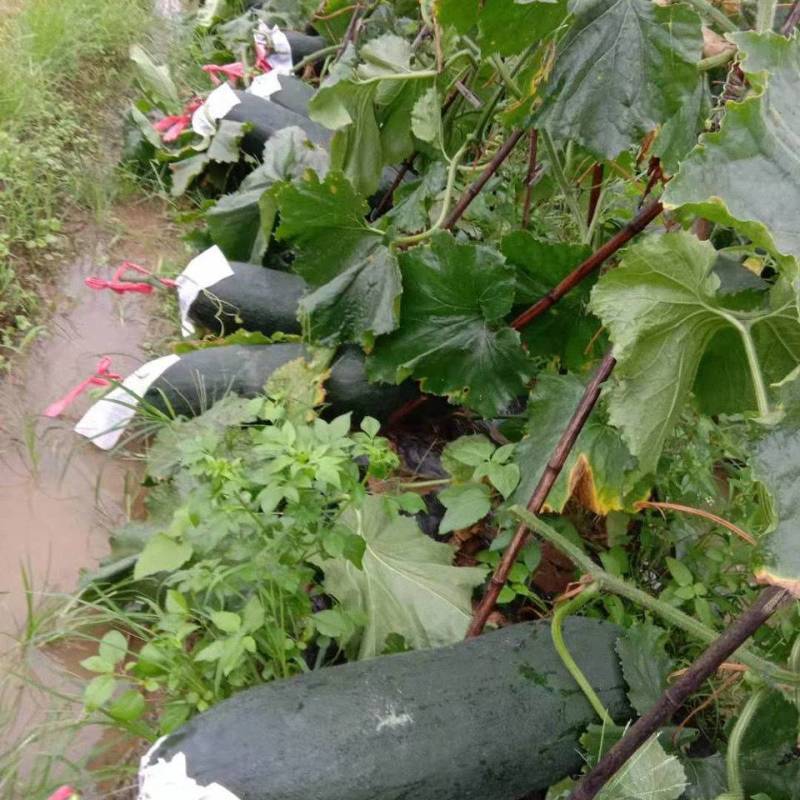 河北冬瓜精品黑皮吊冬瓜大量上市欢迎各界老板前来采购