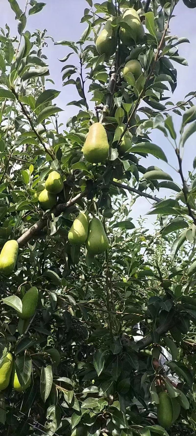巴梨洋梨河北唐山巴梨个头大品质好货产地专业代办一手货源