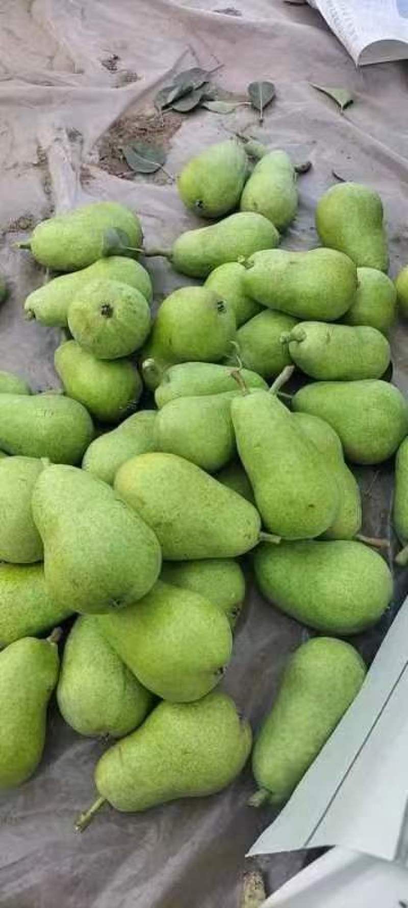巴梨洋梨河北唐山巴梨个头大品质好货产地专业代办一手货源