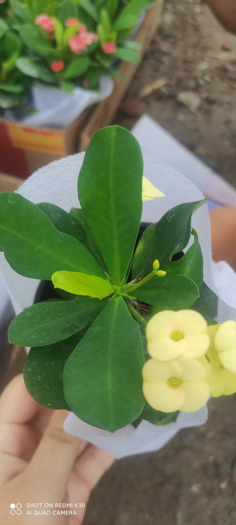 长春花天天开颜色齐全规格多质量优质基地直发