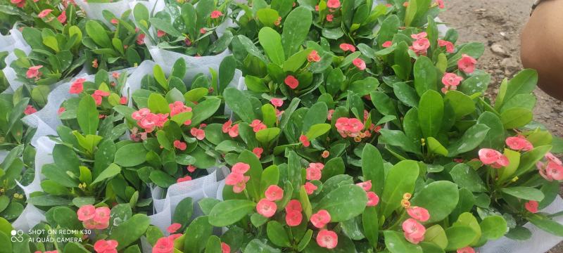 长春花天天开颜色齐全规格多质量优质基地直发