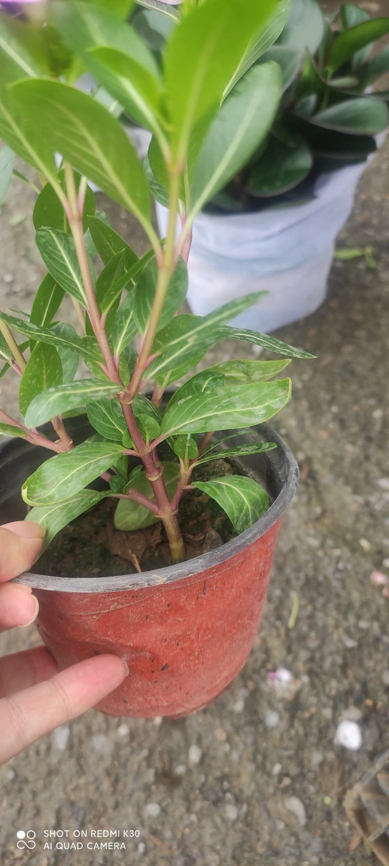 长春花天天开颜色齐全规格多质量优质基地直发
