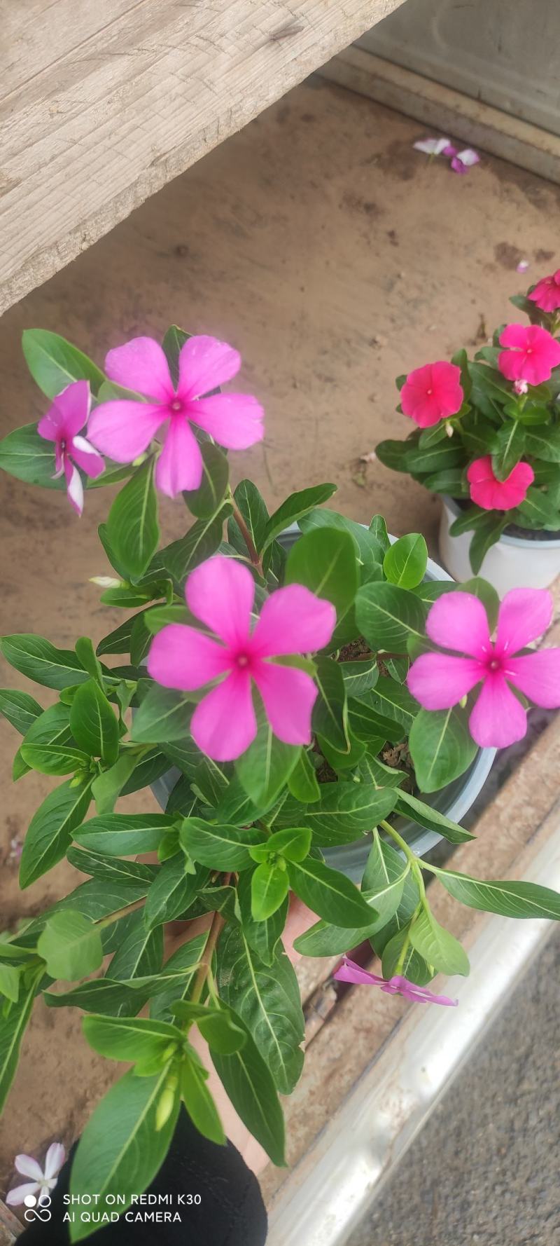 长春花天天开颜色齐全规格多质量优质基地直发