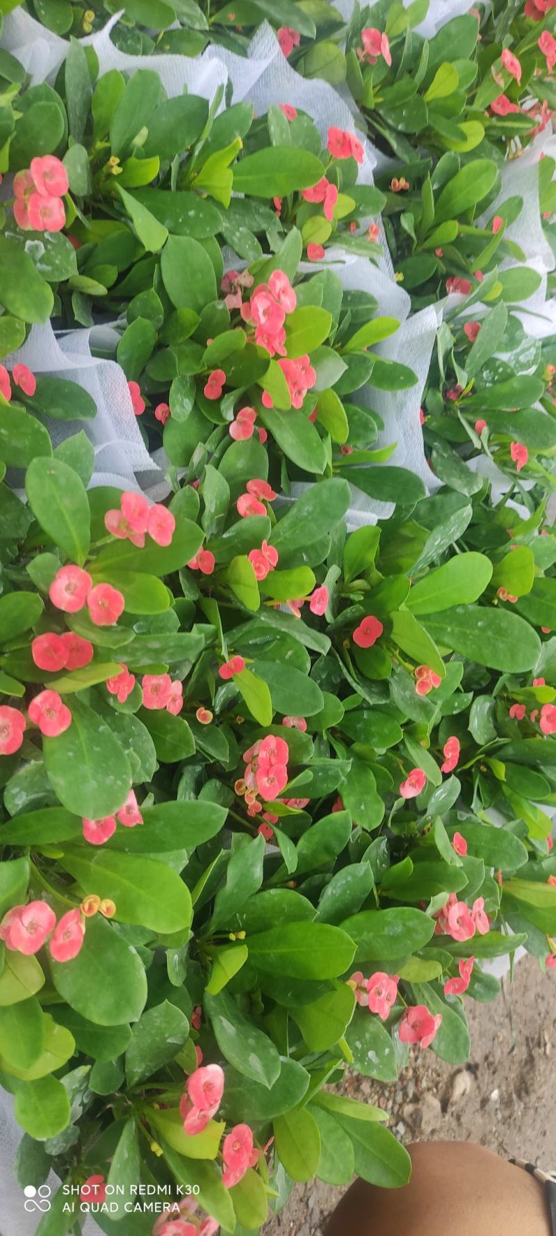 长春花天天开颜色齐全规格多质量优质基地直发