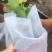 长春花天天开颜色齐全规格多质量优质基地直发