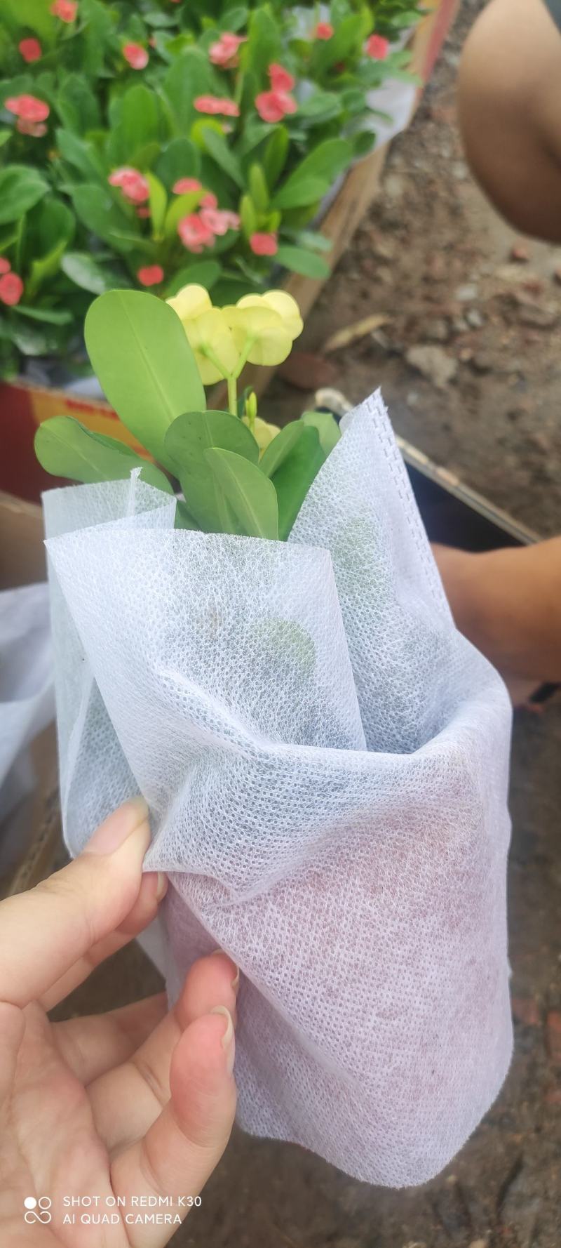 长春花天天开颜色齐全规格多质量优质基地直发