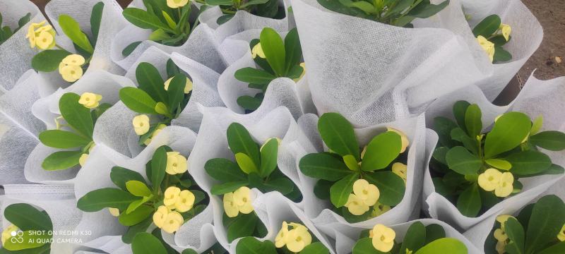 长春花天天开颜色齐全规格多质量优质基地直发