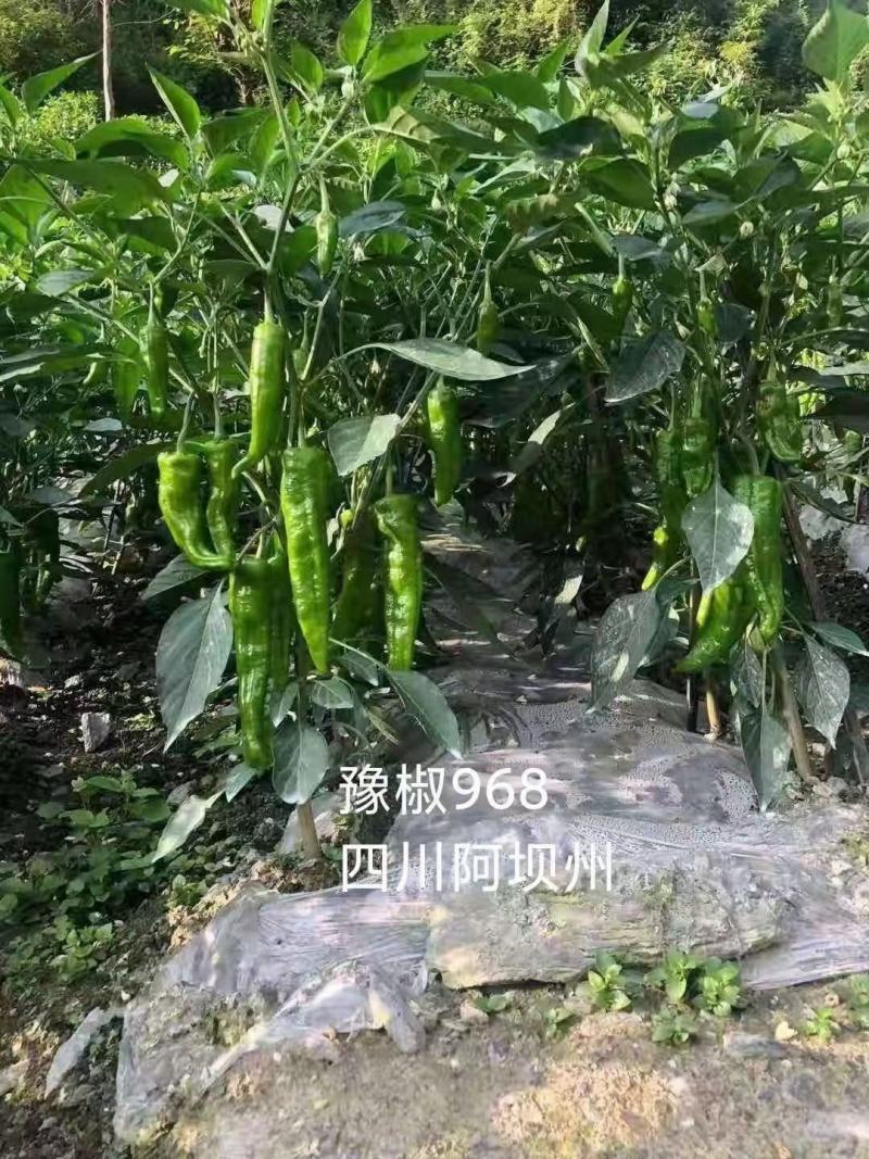 豫椒968牛角椒种子高产抗病耐热耐低温弱光易管理坐果能力