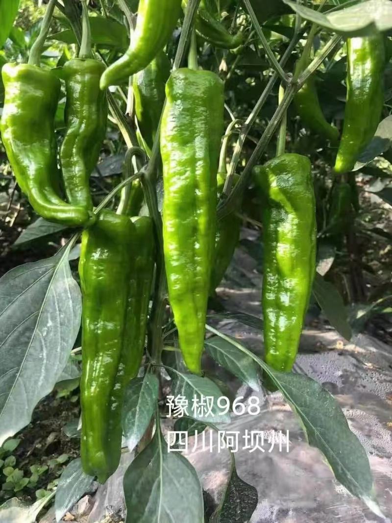 豫椒968牛角椒种子高产抗病耐热耐低温弱光易管理坐果能力
