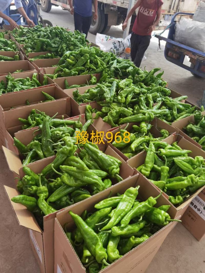 豫椒968牛角椒种子高产抗病耐热耐低温弱光易管理坐果能力