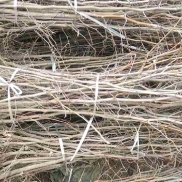 大量供应各种规格枣苗