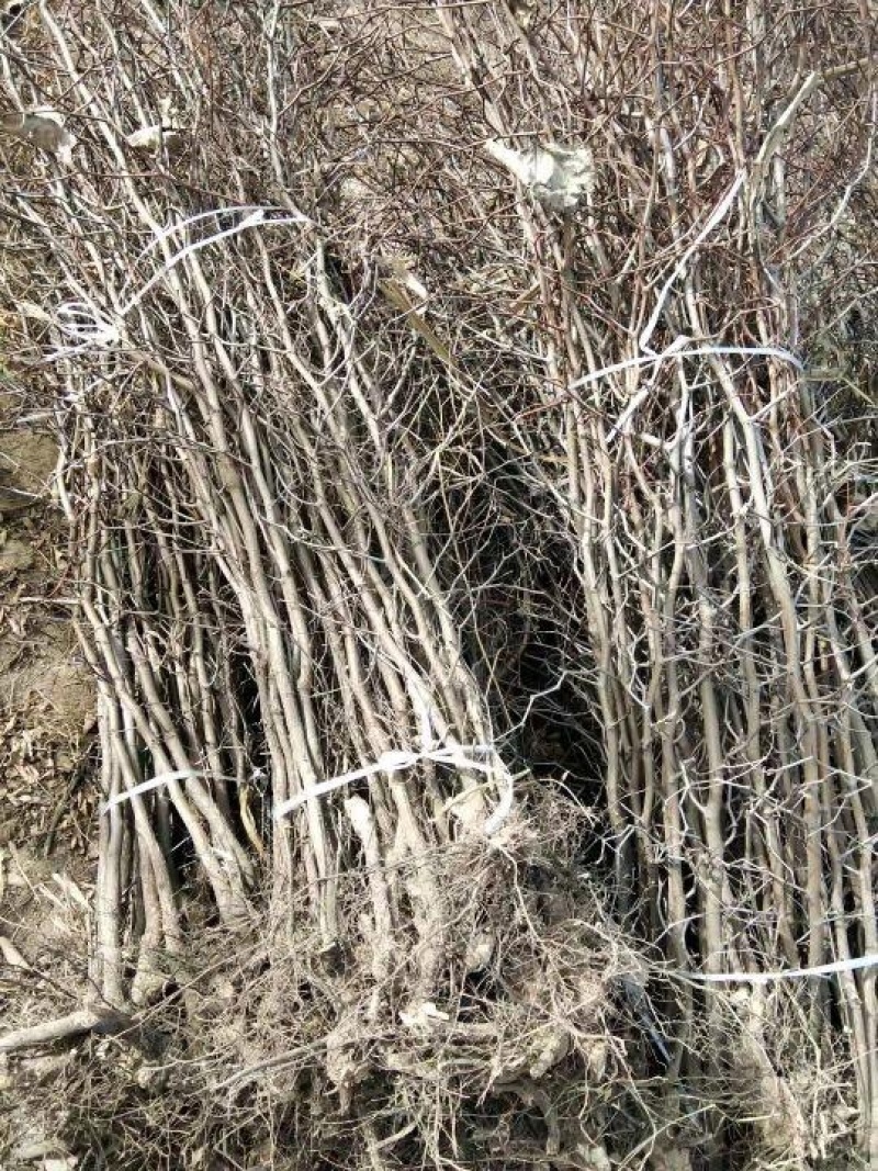 大量供应各种规格枣苗