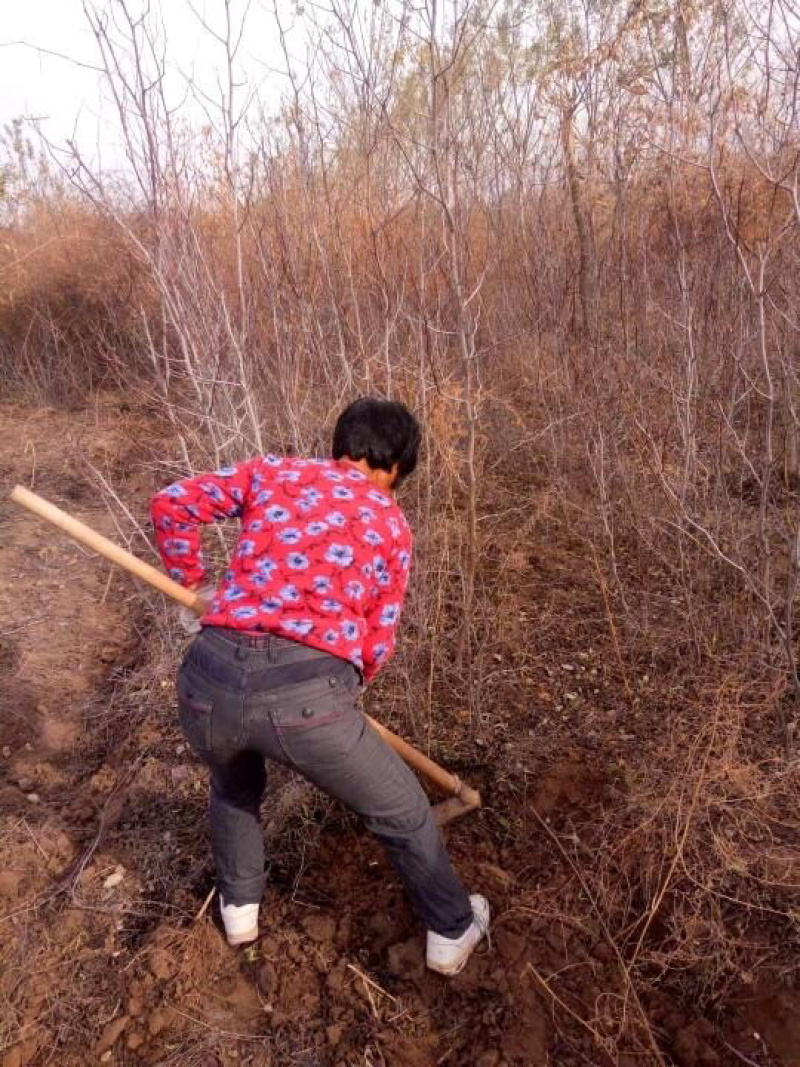 大量供应各种规格枣苗