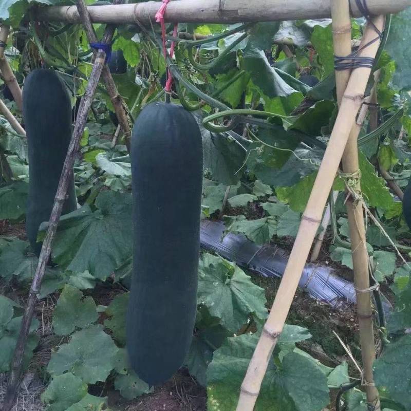 河北唐山黑皮吊冬瓜大量上市质优价廉量大从优全国发货