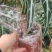 网红海芋小仙女竹芋基地直发质量保证视频发货