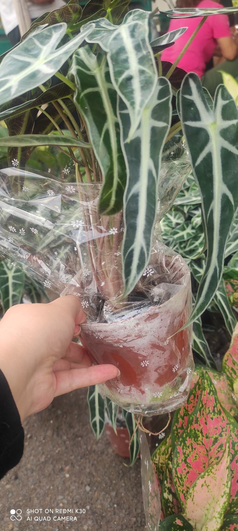 网红海芋小仙女竹芋基地直发质量保证视频发货