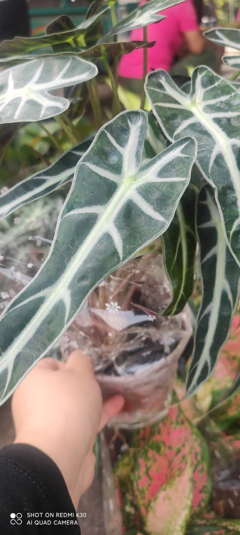 网红海芋小仙女竹芋基地直发质量保证视频发货