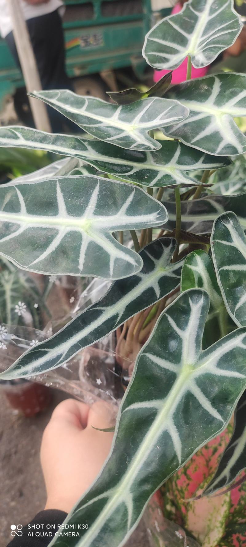 网红海芋小仙女竹芋基地直发质量保证视频发货