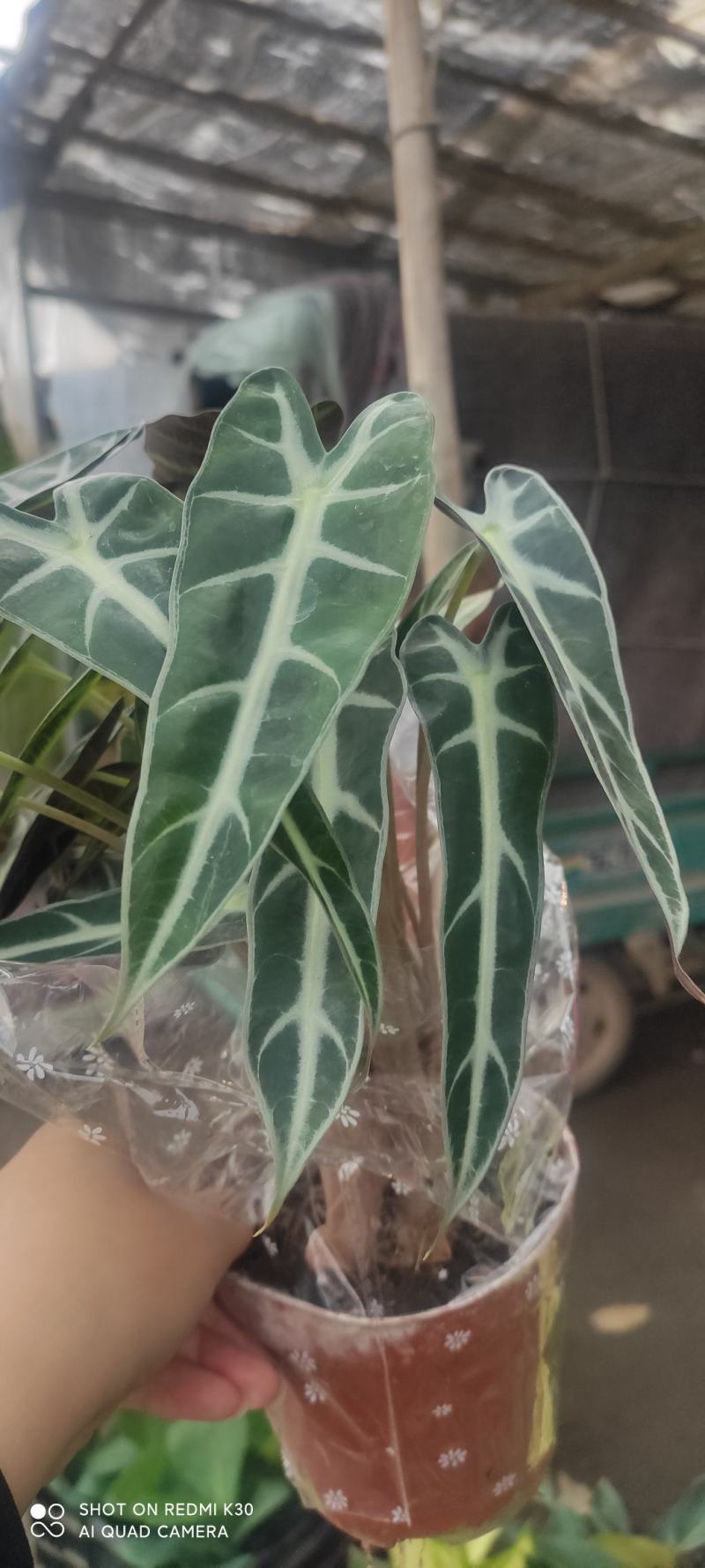 网红海芋小仙女竹芋基地直发质量保证视频发货