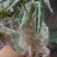 网红海芋小仙女竹芋基地直发质量保证视频发货