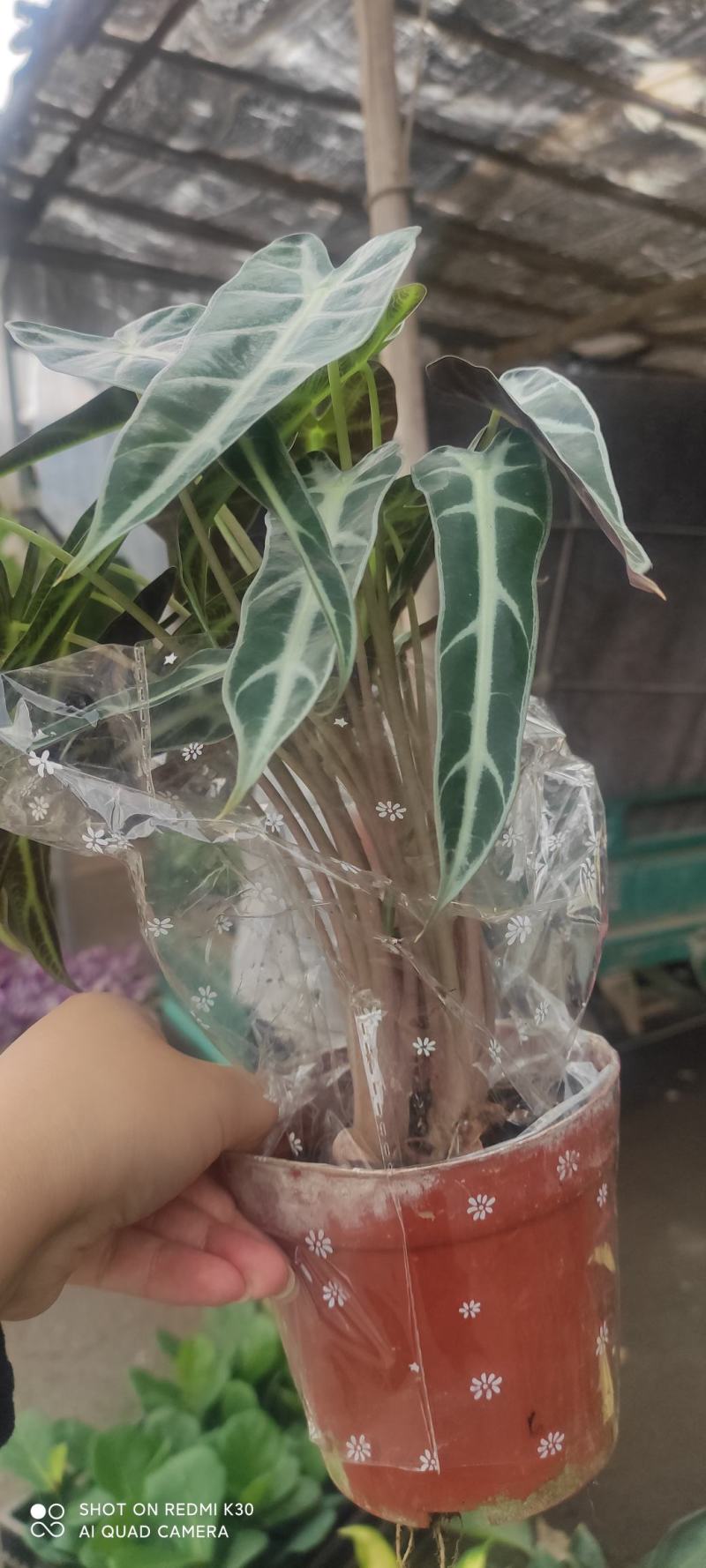 网红海芋小仙女竹芋基地直发质量保证视频发货