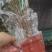 网红海芋小仙女竹芋基地直发质量保证视频发货