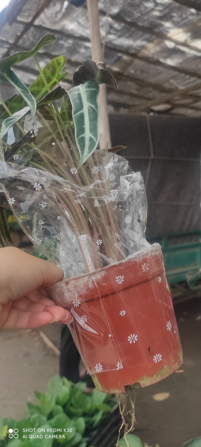 网红海芋小仙女竹芋基地直发质量保证视频发货