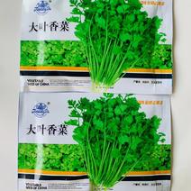 大叶油亮型耐抽苔香菜种子四季蔬菜高端进口芫荽种子
