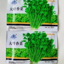 大叶油亮型耐抽苔香菜种子四季蔬菜高端进口芫荽种子