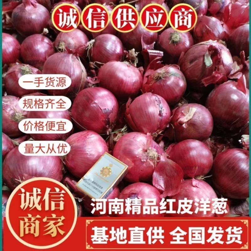通许县洋葱大量有货品种多产地直发一手货源欢迎新老顾客定购