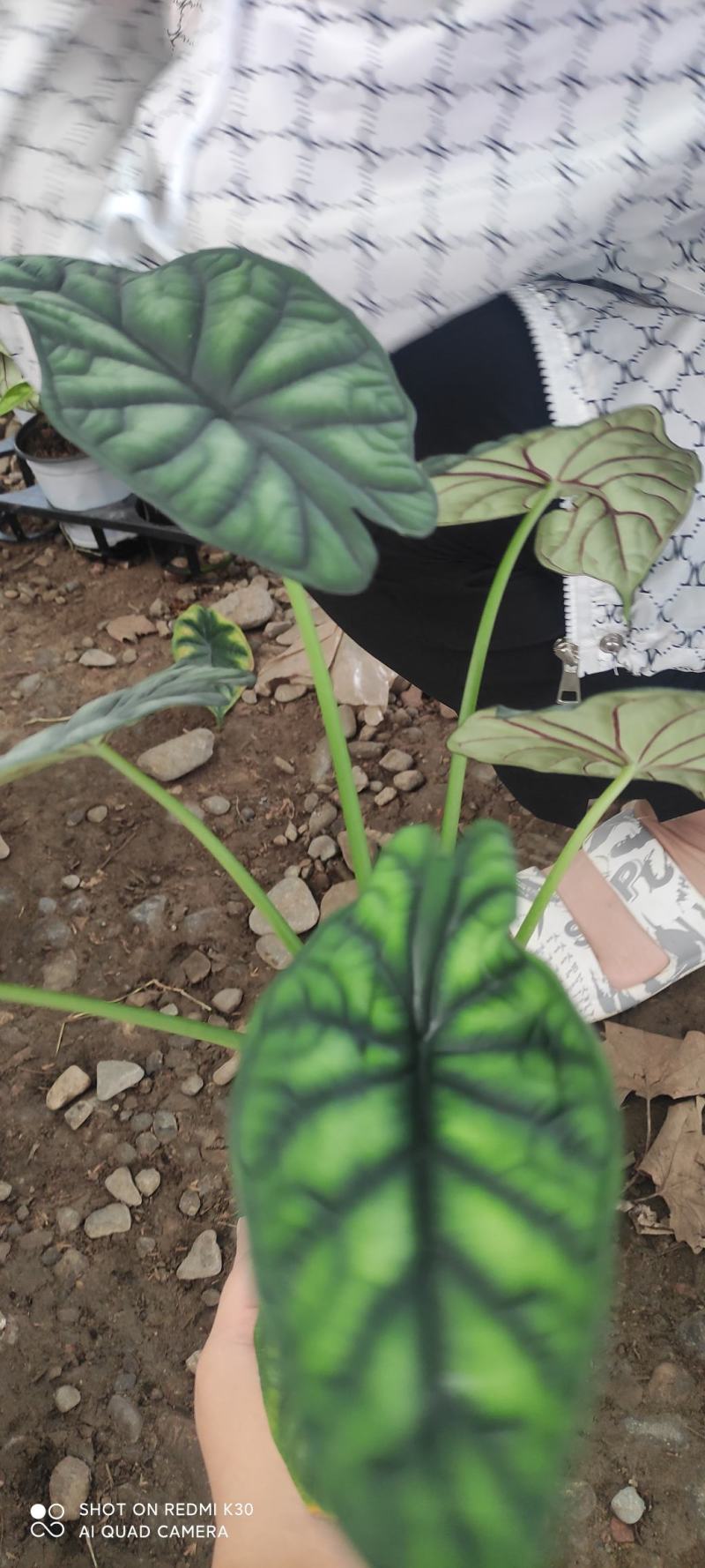 海芋龙鳞竹芋基地直发质量优质视频发货